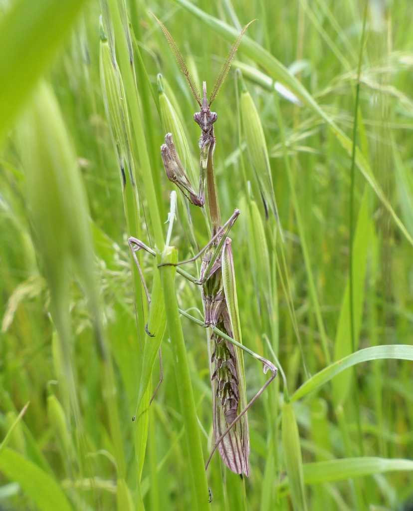 Maschio di Empusa pennata